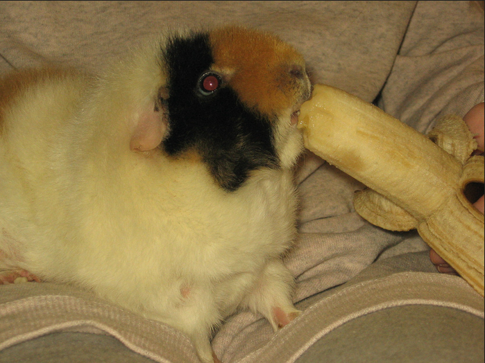 are guinea pigs allowed to eat bananas