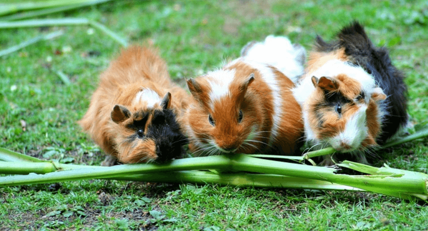 can guinea pigs eat dock leaves