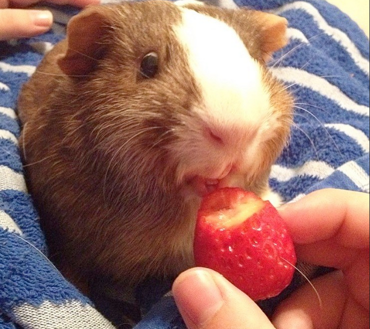 are strawberries good for guinea pigs