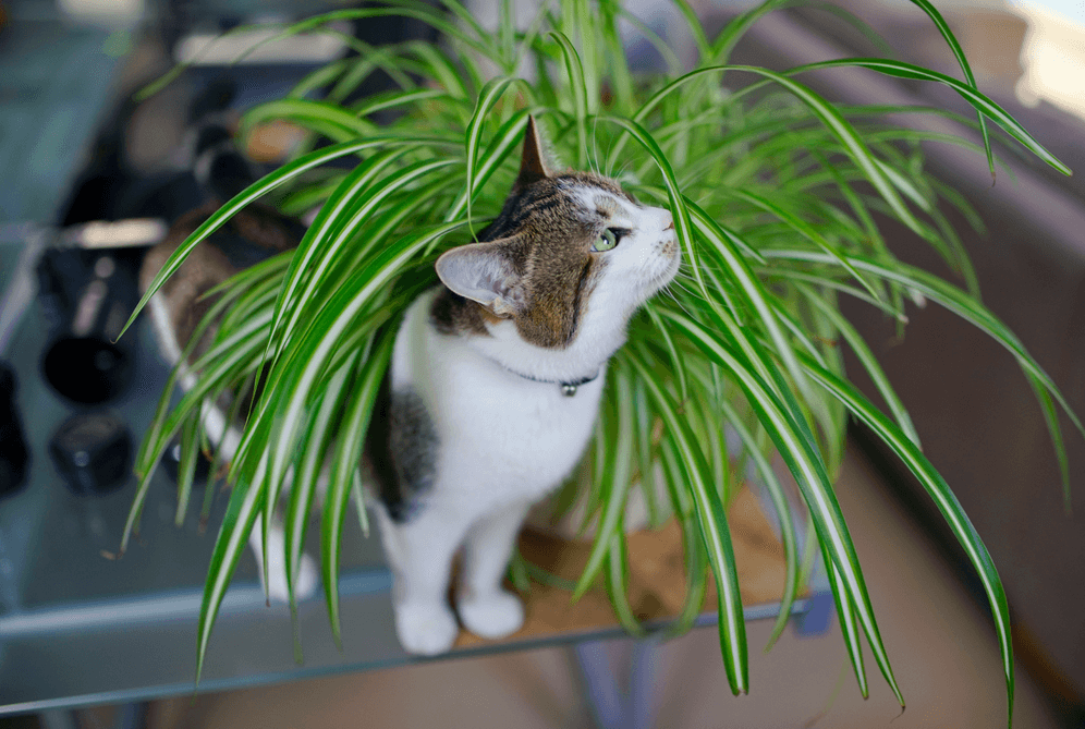 Are Spider Plants Poisonous To Cats This Facts You Do Know Yet Cabrito