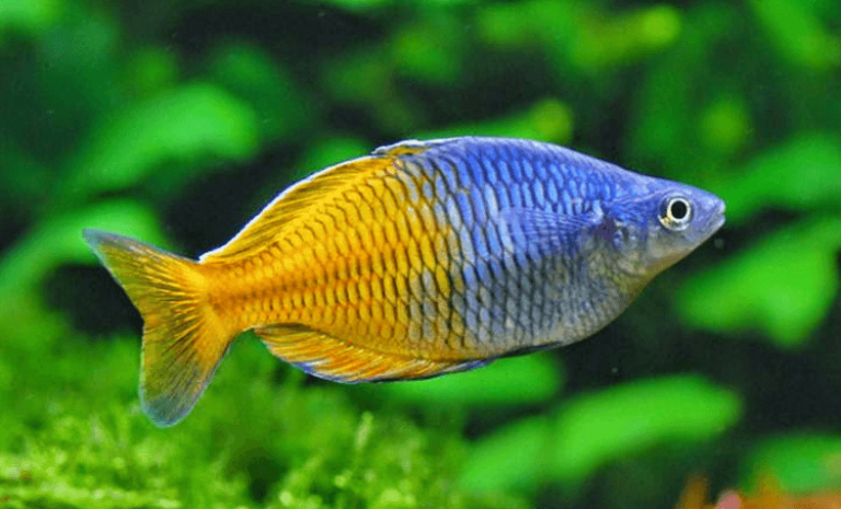 Boesemani Rainbow Fish Care Guide