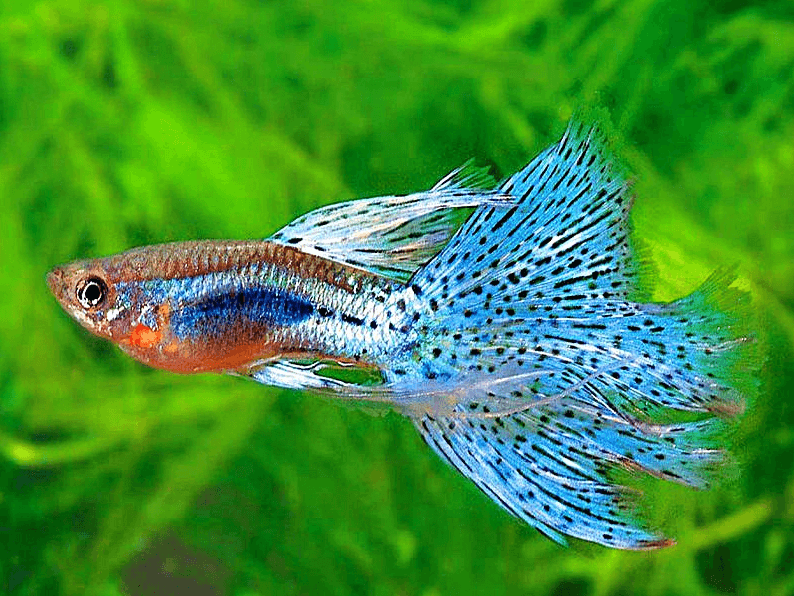 What are the different types of guppies?