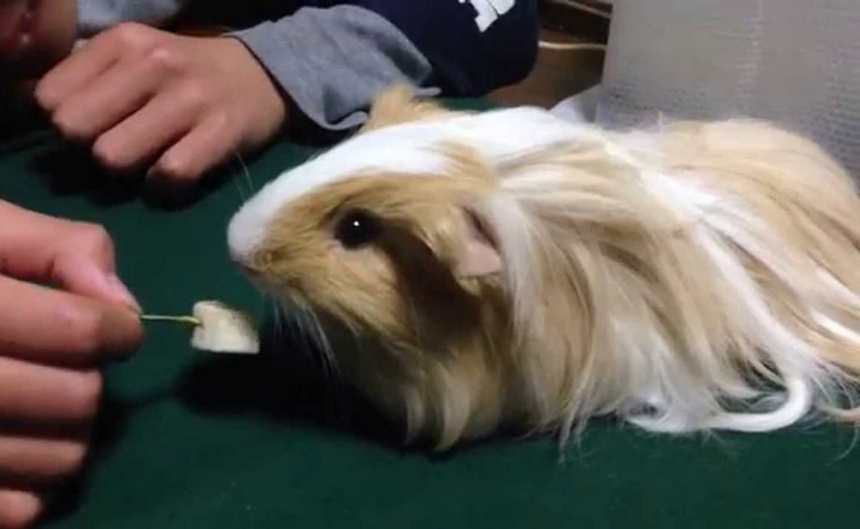Can Guinea Pigs Eat Bananas Skin and. 