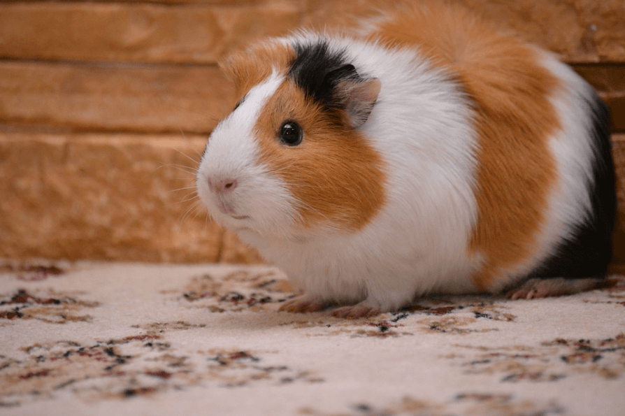 do guinea pigs hibernate