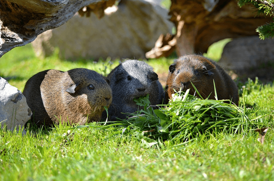 How Long Do Guinea Pigs Live on Average? - Cabrito