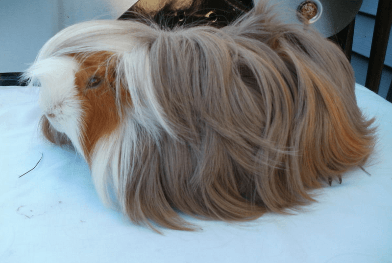 peruvian guinea pig for sale near me