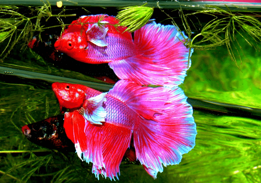 Most Beautiful Betta Fish Worldwide Listing Life Span How To Care