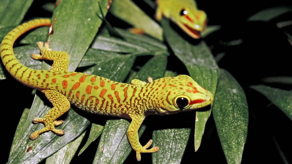 male-leopard-gecko-lifespan-nationalgeographic-com-cabrito